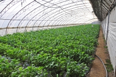 A Shared Harvest, on cultive des fraises bio sous serre non chauffée