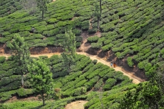 En los campos de té