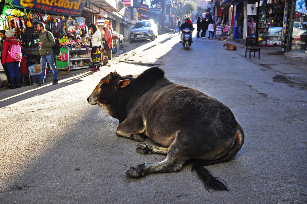 Una vaca bloquea el trafico en Mussoorie